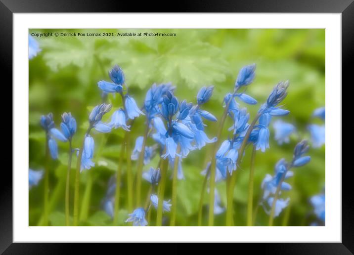 Bluebells in Bloom Framed Mounted Print by Derrick Fox Lomax