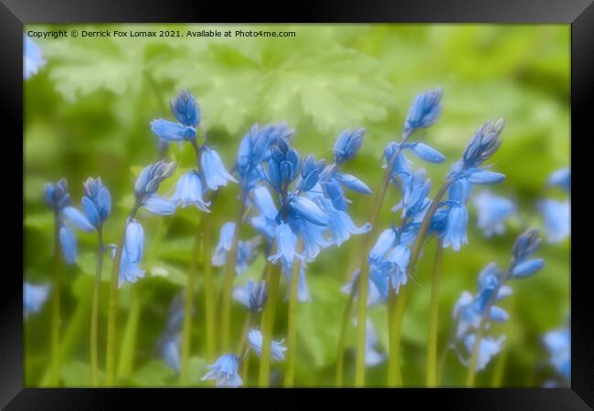 Bluebells in Bloom Framed Print by Derrick Fox Lomax