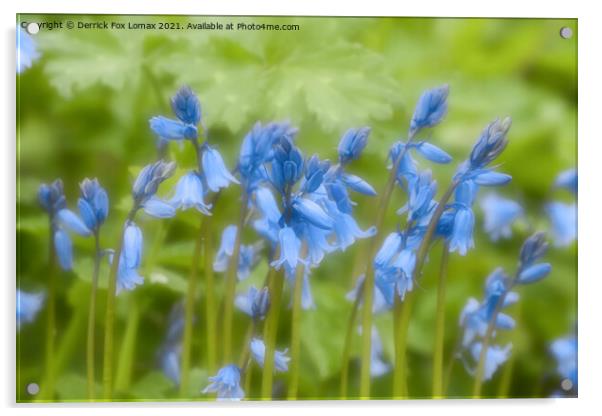 Bluebells in Bloom Acrylic by Derrick Fox Lomax