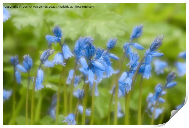 Bluebells in Bloom Print by Derrick Fox Lomax