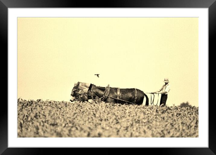 Harvest time. Framed Mounted Print by Michael Snead