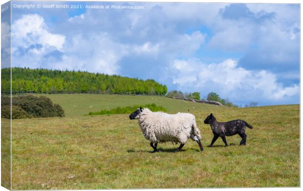 Sheep and lamb running in Spring Canvas Print by Geoff Smith