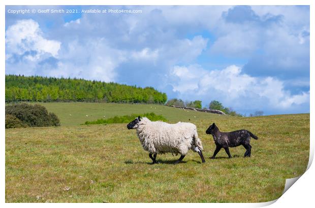 Sheep and lamb running in Spring Print by Geoff Smith
