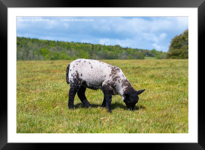 Lamb grazing in West Sussex Framed Mounted Print by Geoff Smith
