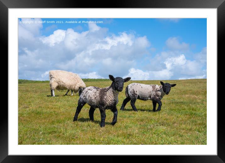Pair of young Spring lambs Framed Mounted Print by Geoff Smith