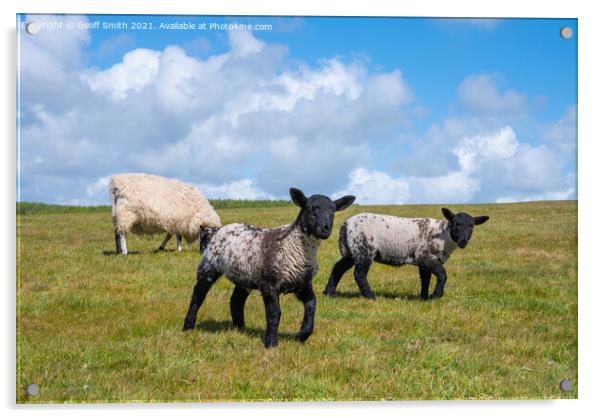Pair of young Spring lambs Acrylic by Geoff Smith