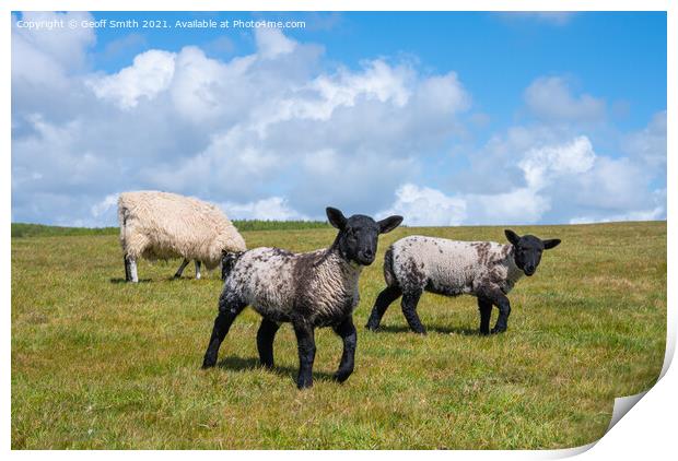 Pair of young Spring lambs Print by Geoff Smith