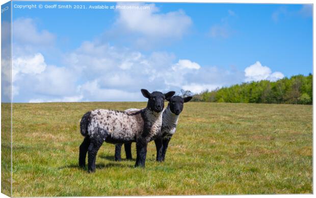 Pair of Spring lambs in West Sussex Canvas Print by Geoff Smith