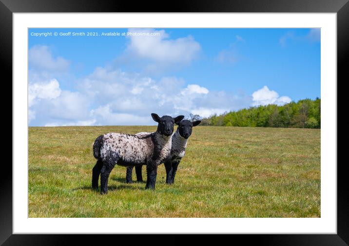 Pair of Spring lambs in West Sussex Framed Mounted Print by Geoff Smith