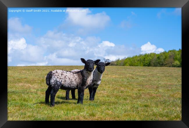 Pair of Spring lambs in West Sussex Framed Print by Geoff Smith