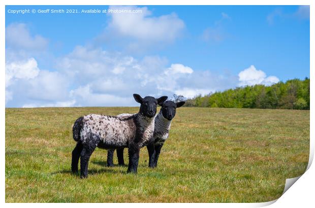 Pair of Spring lambs in West Sussex Print by Geoff Smith