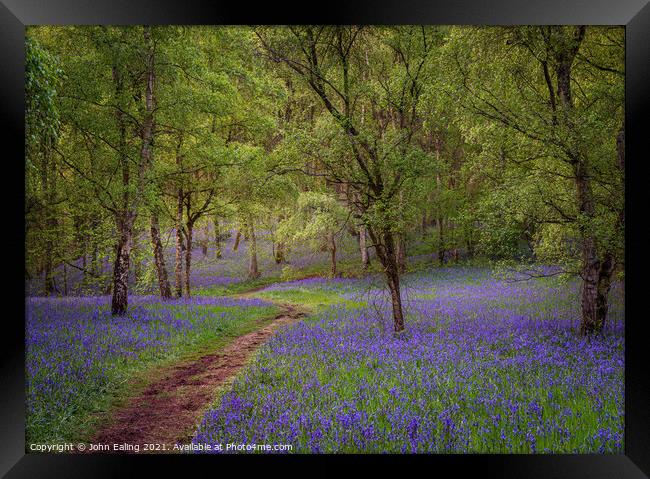 Bluebell Walk Framed Print by John Ealing