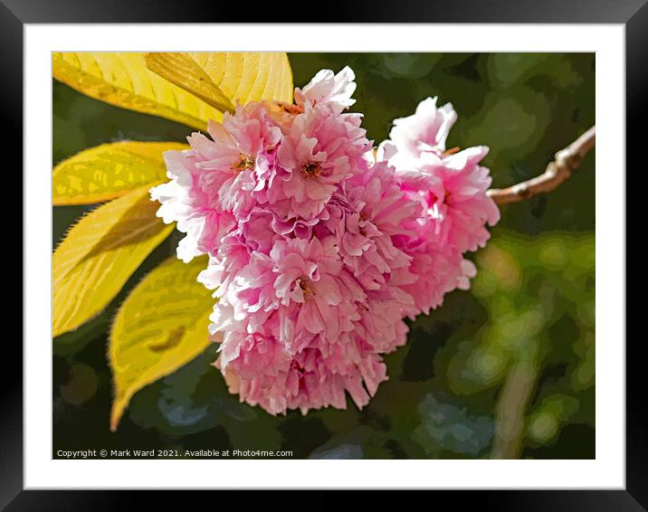 Cherry Blossom High. Framed Mounted Print by Mark Ward