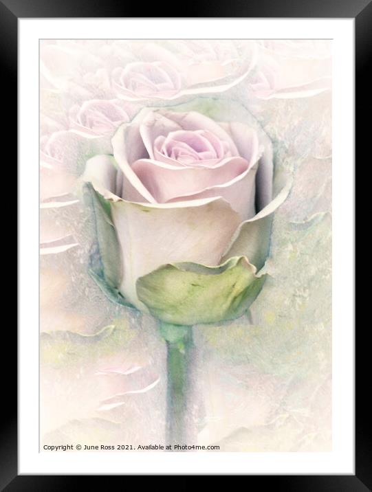 Beauty of the Rose Framed Mounted Print by June Ross