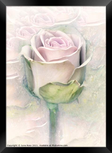 Beauty of the Rose Framed Print by June Ross