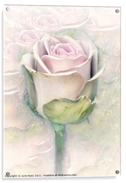 Beauty of the Rose Acrylic by June Ross