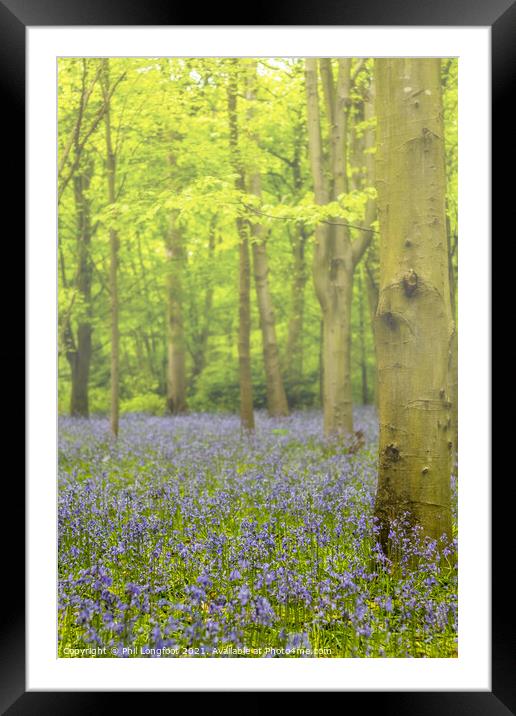 Bluebells in the misty forest Framed Mounted Print by Phil Longfoot