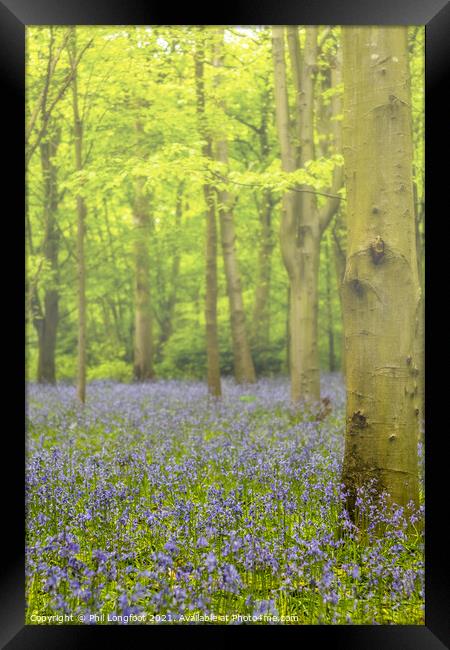 Bluebells in the misty forest Framed Print by Phil Longfoot