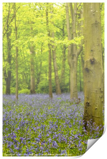 Bluebells in the misty forest Print by Phil Longfoot