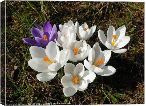 Blossoming Crocuses  Canvas Print by Martin Baroch