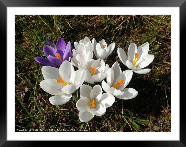 Blossoming Crocuses  Framed Mounted Print by Martin Baroch