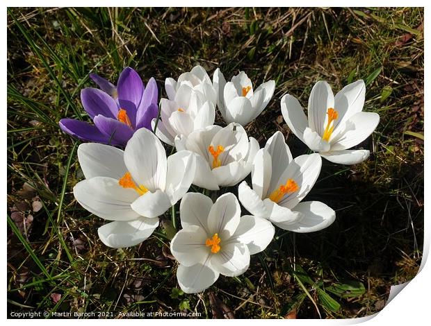 Blossoming Crocuses  Print by Martin Baroch