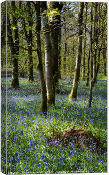 Bluebells in Scotland  Canvas Print by christian maltby