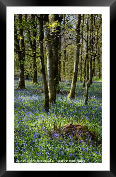 Bluebells in Scotland  Framed Mounted Print by christian maltby