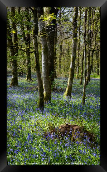 Bluebells in Scotland  Framed Print by christian maltby