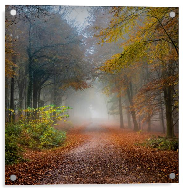 Early Morning Fog and Autumn Leaves Acrylic by Alan Le Bon