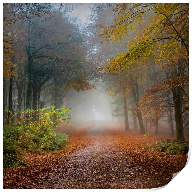 Early Morning Fog and Autumn Leaves Print by Alan Le Bon
