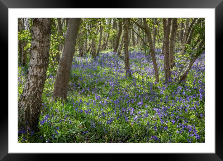 Bluebells Framed Mounted Print by David Hare