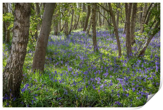 Bluebells Print by David Hare