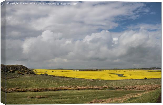 Fields of yellow Canvas Print by Kevin White