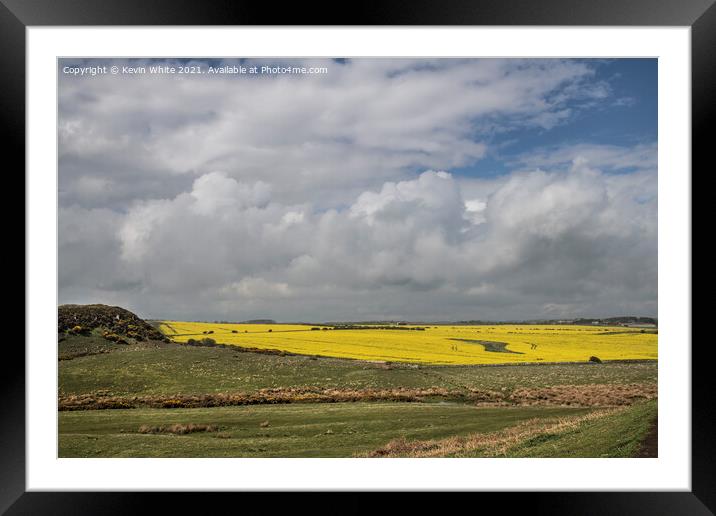 Fields of yellow Framed Mounted Print by Kevin White