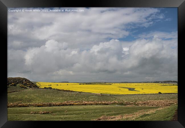 Fields of yellow Framed Print by Kevin White