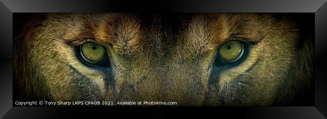 THE EYES HAVE IT! Framed Print by Tony Sharp LRPS CPAGB