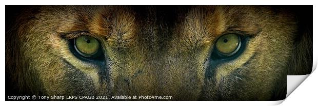 THE EYES HAVE IT! Print by Tony Sharp LRPS CPAGB