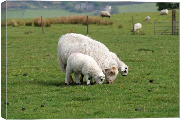 Sheep and lambs grazing Canvas Print by Roy Hinchliffe
