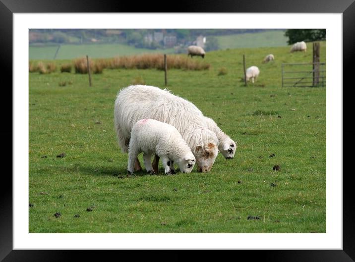 Sheep and lambs grazing Framed Mounted Print by Roy Hinchliffe