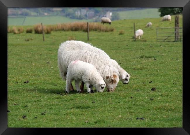 Sheep and lambs grazing Framed Print by Roy Hinchliffe