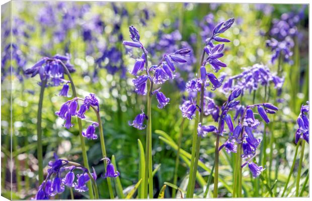 Bluebells Canvas Print by David Hare