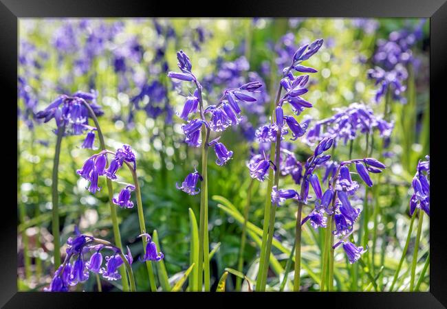 Bluebells Framed Print by David Hare