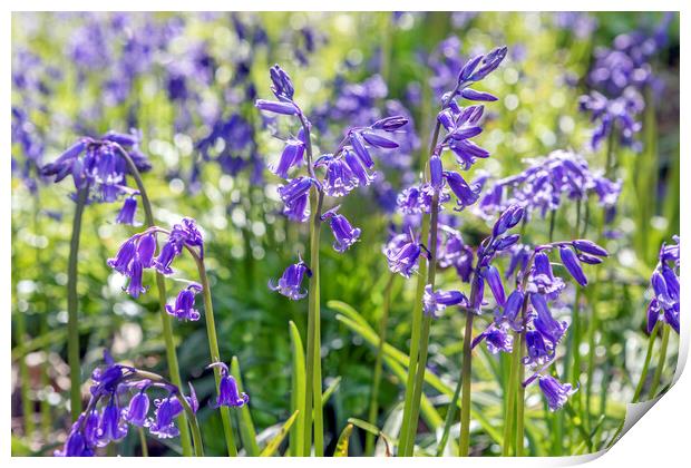 Bluebells Print by David Hare