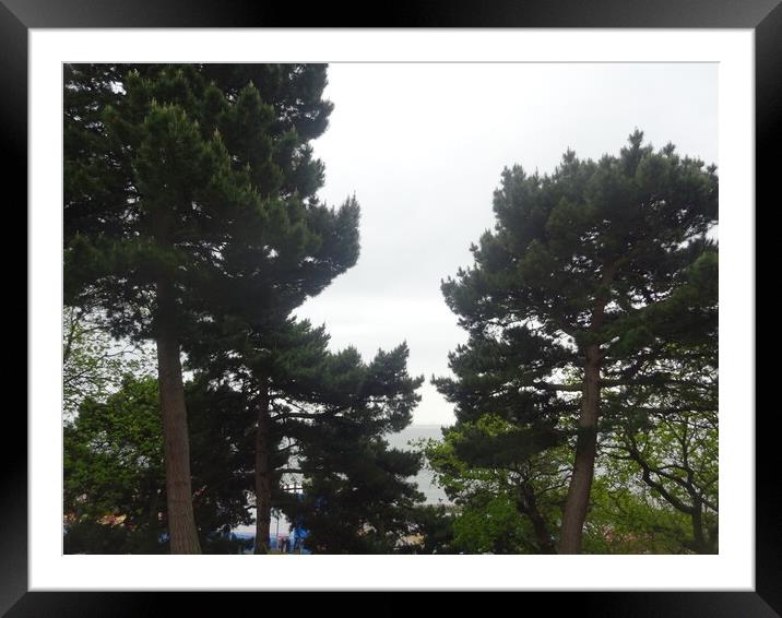 Southend Cliff Top Trees Framed Mounted Print by John Bridge