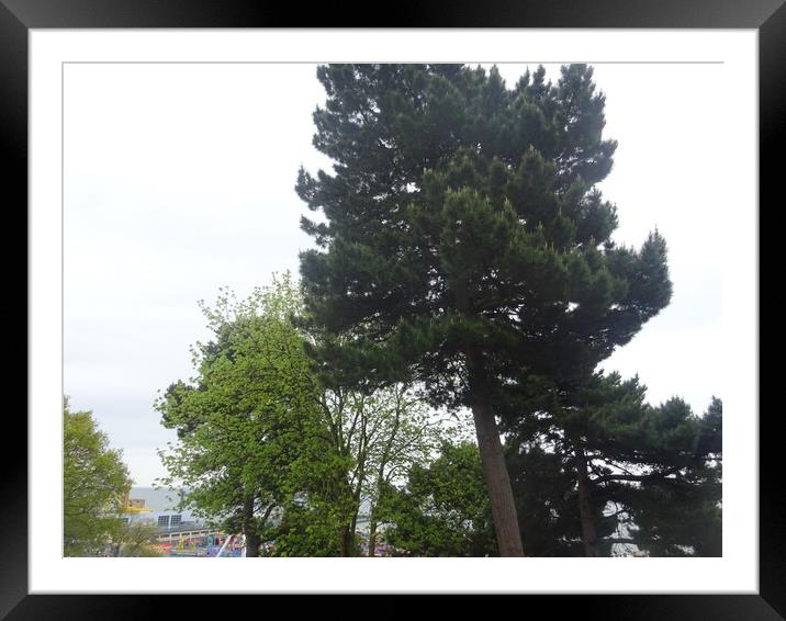 Southend Cliff Top Trees Framed Mounted Print by John Bridge