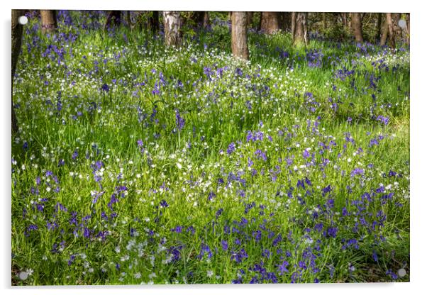 Woodland Flora Acrylic by David Hare