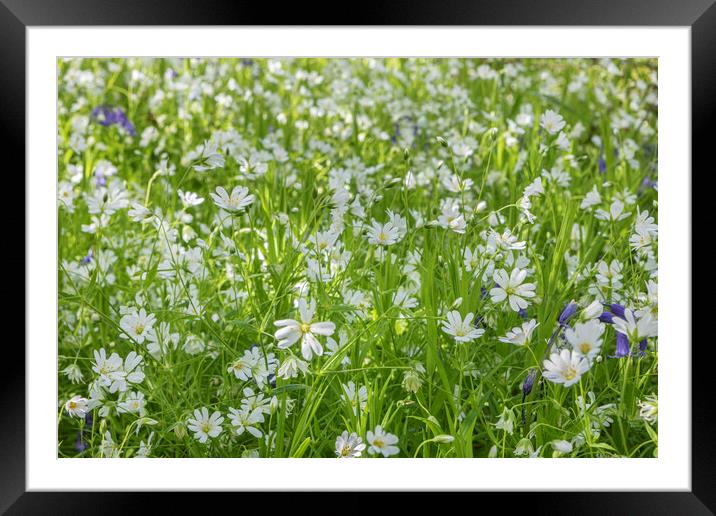 Wild woodland anenome Framed Mounted Print by David Hare