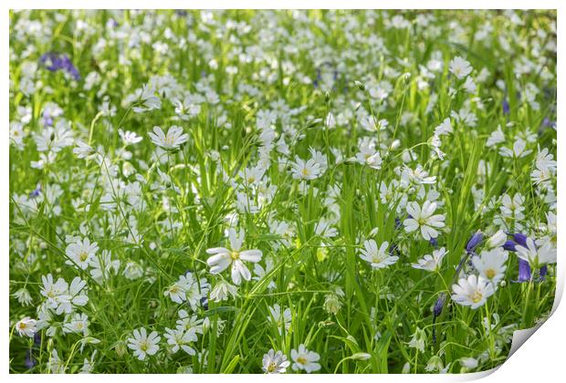 Wild woodland anenome Print by David Hare