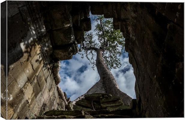 Tree at Preah Khan Temple, Cambodia Canvas Print by Jo Sowden